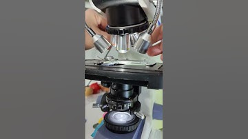 Gấu Trúc Reaction | Những Thứ Gì Trong Móng Tay #animal