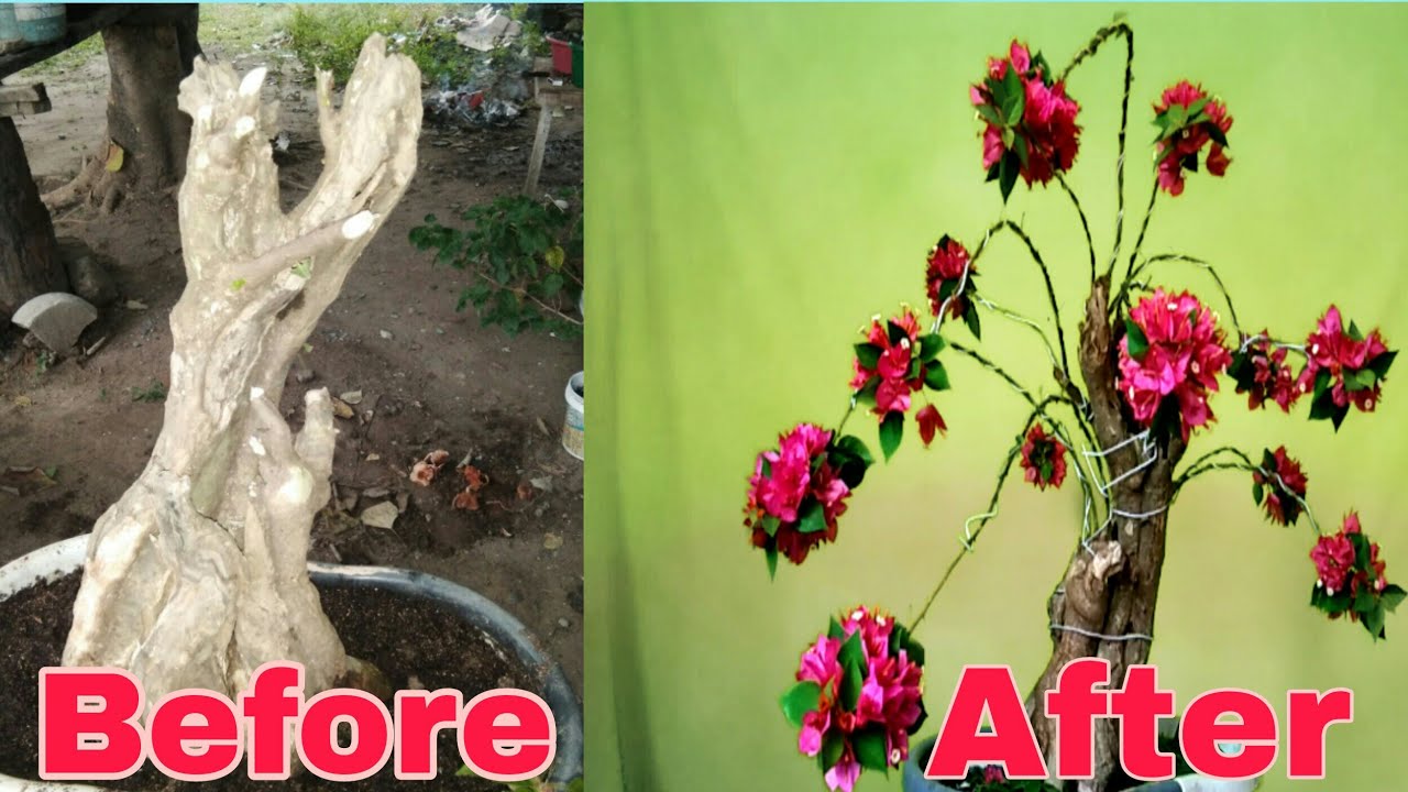 Part 2 HOW TO WIRE BOUGAINVILLEA BONSAI. YouTube