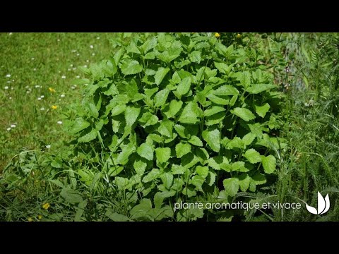 Mélisse officinale : plante aromatique à l'odeur citronnée - Truffaut