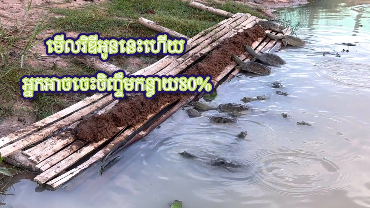 មើលហើយស្តាប់វីឌីអូននេះបងប្អូន យល់ដឹងច្រើនពីកាចិញ្ចឹមកន្ធាយ🐢🐢🐢