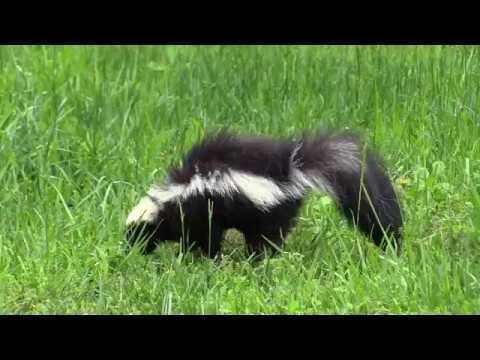 video phone beyonce mp3 Skunk searching for food