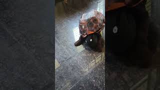 kids Fancy dress tortoise 🐢