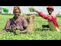 Agritec africa 2018 by radeecal communications  202122 june 2018 on green tv  hindi version