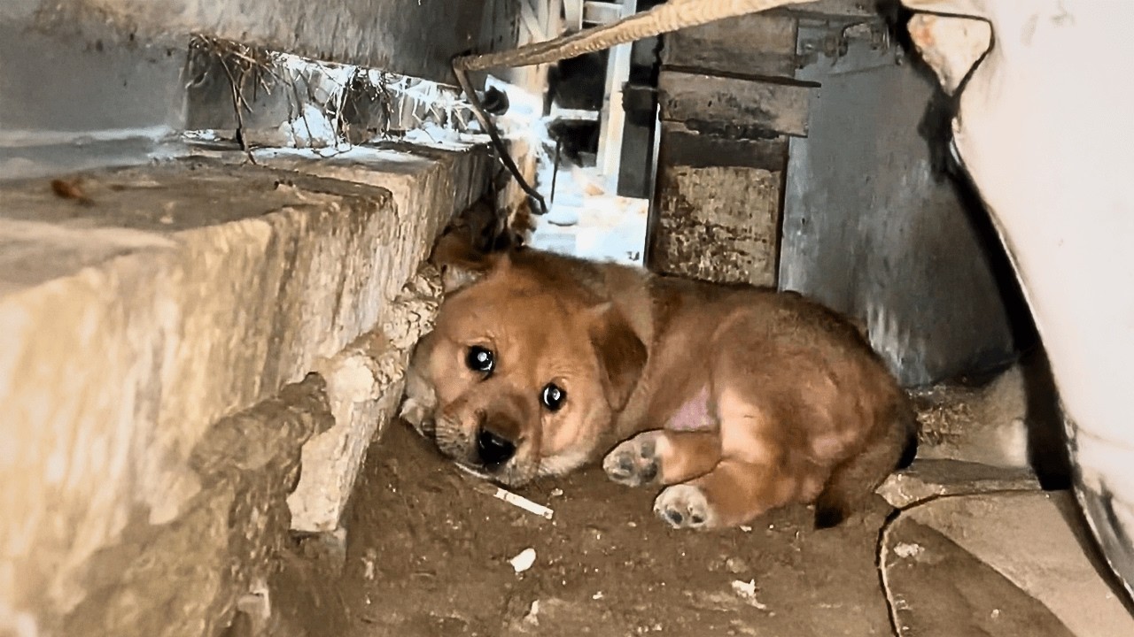 Stray mother dog struggled to survive with her puppy in a cramped ...