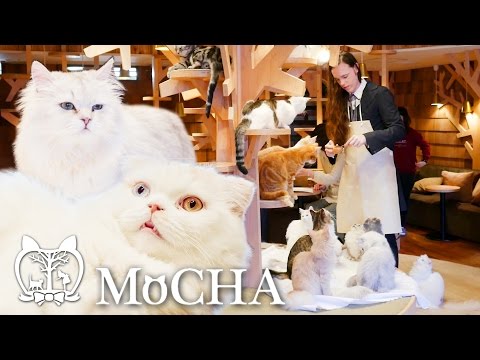 Video: Hindi Tiyak Na Hinaharap Para Sa Mga Cat Café Ng Japan