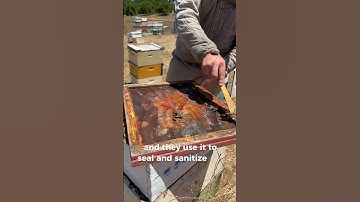 Watch me scrape this —Medicine…? #Beekeeping #Propolis #Honeybees #HiveMaintenance #ShortsForYou