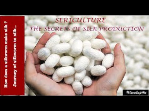 Economical Importance Of Silkworm|Sericulture Of Silkworm|Sericulture Lecture|Silkworm To Silk