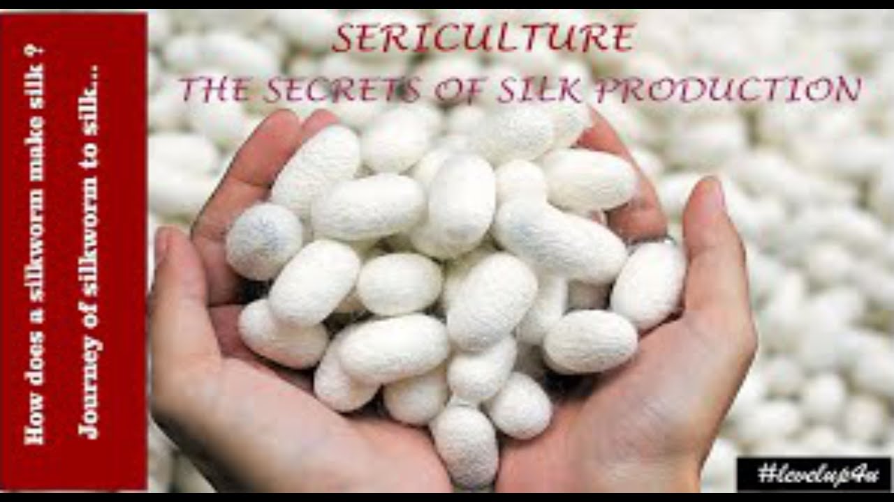Economical Importance Of SilkwormSericulture Of SilkwormSericulture