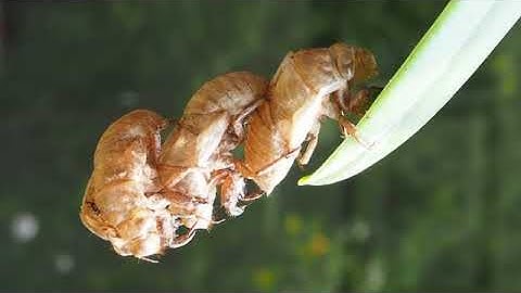 Vòng Đời Của Ve Sầu