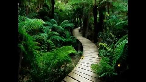 قراءة القارئ سعد السبيعي