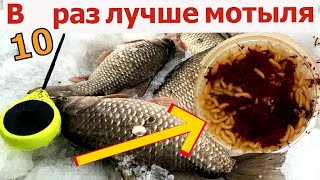 Мотыля больше не покупаю. Эта наживка 10 раз круче  мотыля