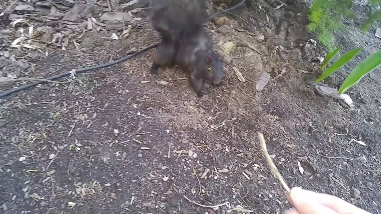 Friendly Toronto squirrel is a little TOO friendly!