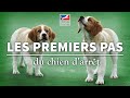 Education Part 3 : Les premiers pas du chien d'arrêt