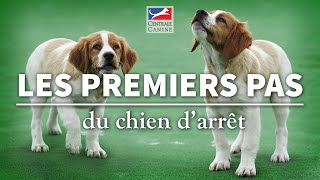 PREMIERS PAS DU CHIEN D'ARRÊT  Chiens de chasse Ep 3