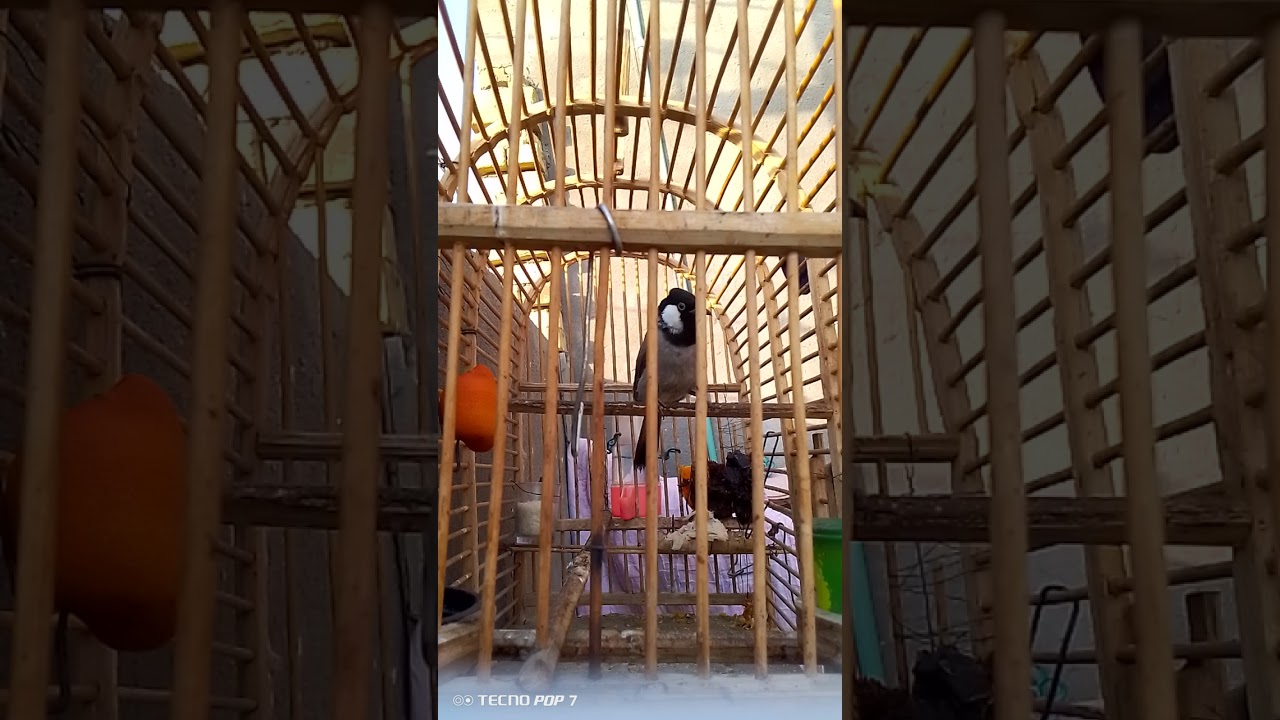 تغريد بلبل أنثى(وحشي جالس) لفتح البلبل القافل واجباره على التغريد، لا تنسى اللايك من ايدك الحلوة