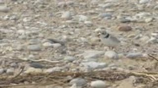 Surging water levels threaten piping plover habitat