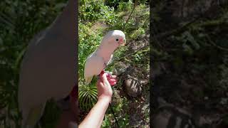 Cockatoo Meets A Gopher Tortoise!