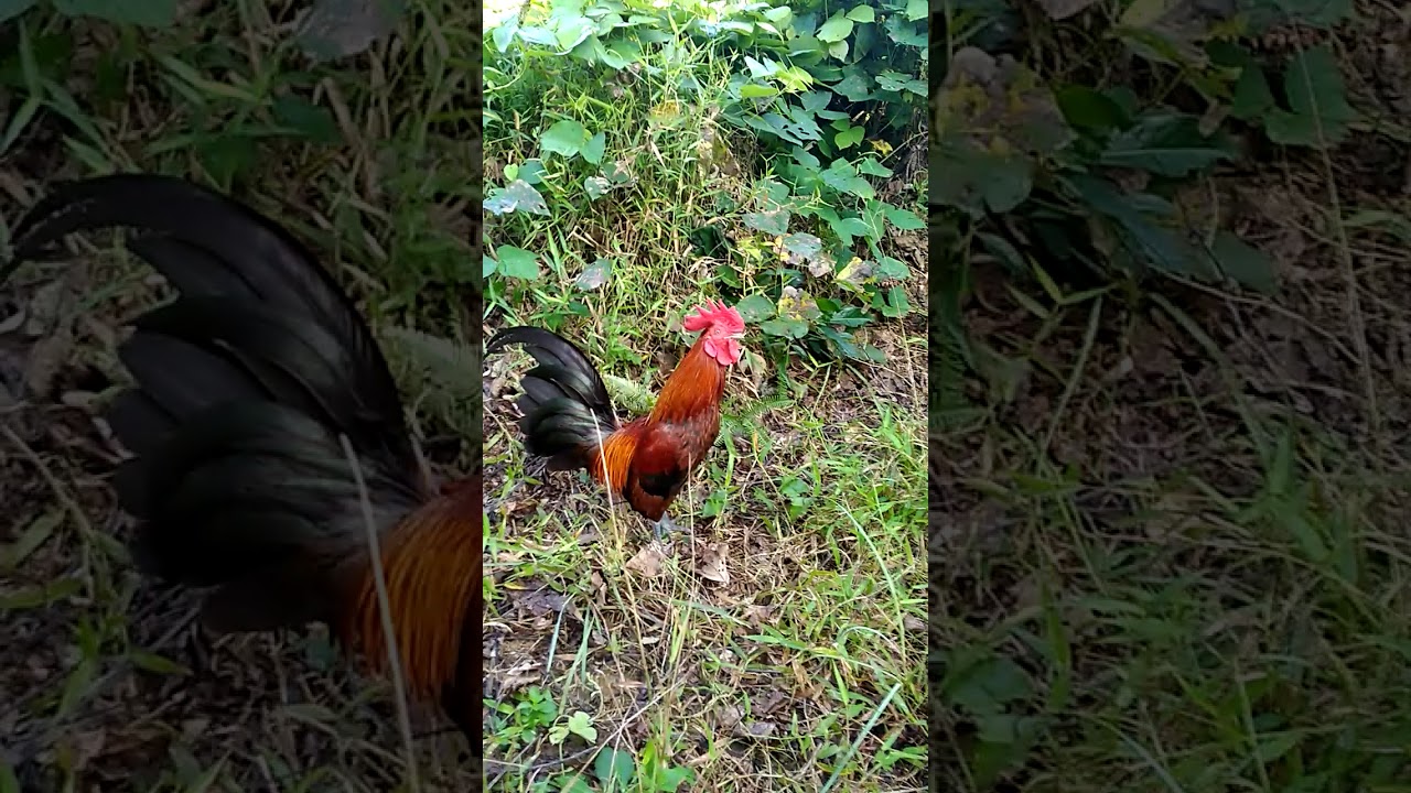 Mikat ayam hutan yang dapat raja padangan.. 