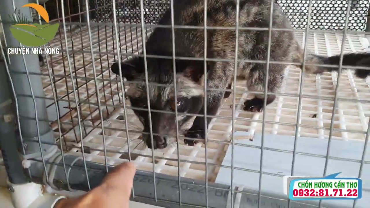 Chuồng chồn bằng nhựa, ống nước có ưu điểm gì? | Chồn hương Cần Thơ | Chuyện nhà nông