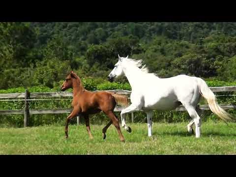 LOTE 20   FIRST JET DOWN FHB