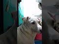 may new vlog kami ng alaga kung di tantan