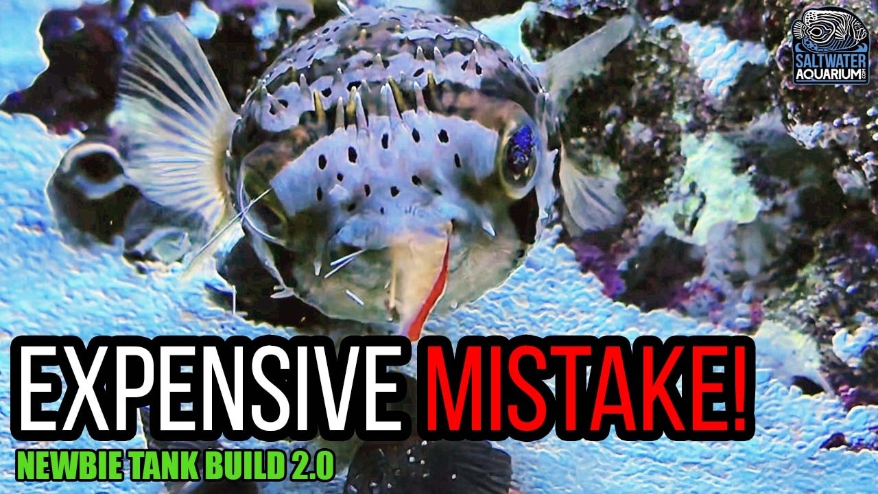 Распаковка ОГРОМНОГО заказа рыбок: дополнения к аквариуму с хищниками и дорогостоящая ошибка! - С...