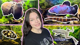 A Tour of My Fish Tanks! (Diving Beetles, Giant Betta, Frogs, Shrimp, Snails, & More)