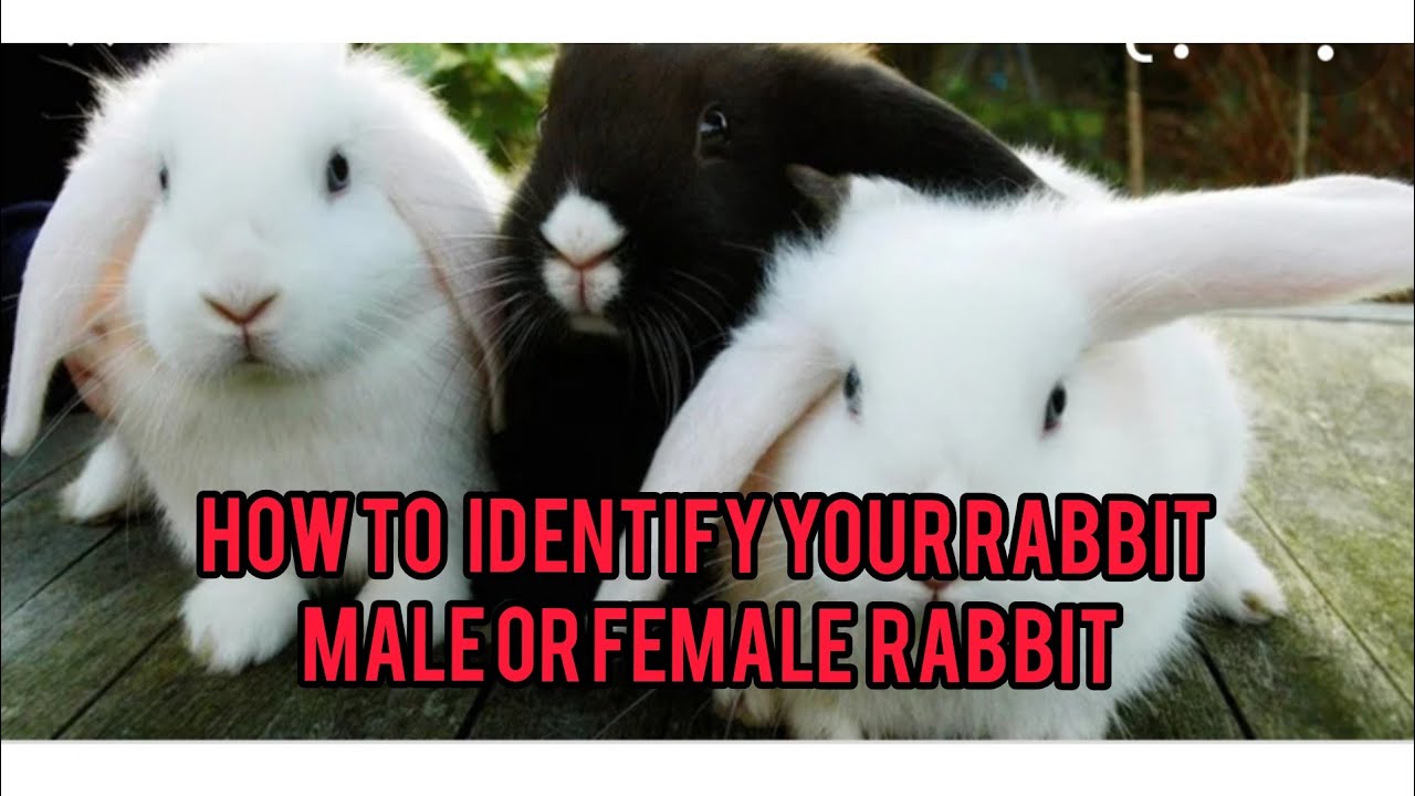 how to identification your rabbit is a male or female rabbit 🐇😀👍 YouTube