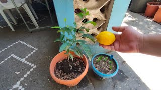 Simpleng Pagpapatubo ng Lemon Seeds (Simple Way to Germinate Lemon Seeds) -English Subtitle