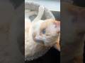 #cat #meme #sleepy #fluffy #blueeyes #beautiful
