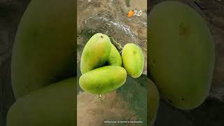 Type of mango varieties in India 🇮🇳 video credit : @MapMyBharat #mango #shorts #india