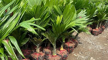 CAU LÙN F1 Siêu chuẩn sịn sò về thêm 50 cây cho khách || sdt/zalo:0867.878.995