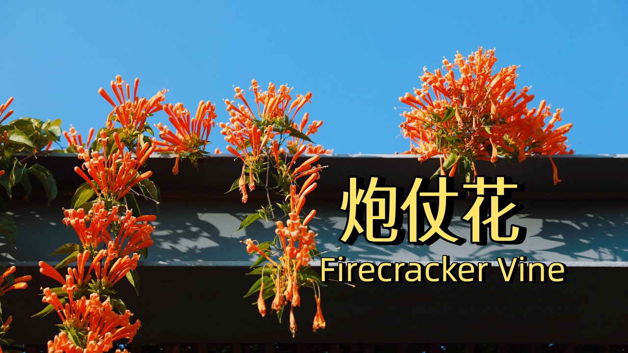 Plant Aesthetics | Bignonia: A Silent Firework in Winter | 炮仗花｜冬日的焰火