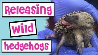 Releasing Wild Rescue Hedgehogs 🦔