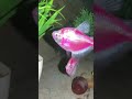 #aquarium #shortvideo