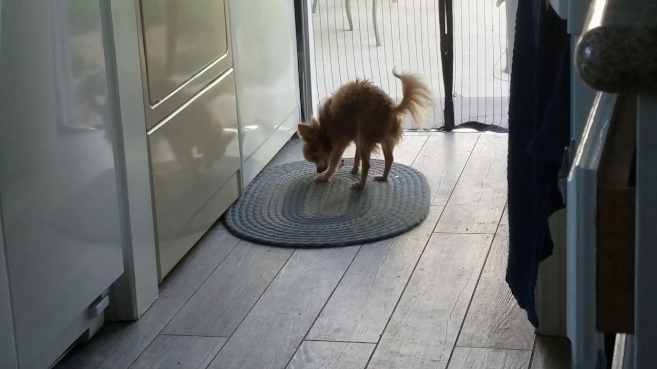 camera iphone 8 plus apk Pebbles dog vs screen door lol Funny dog xD
