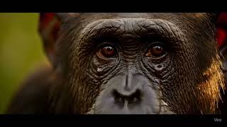 R.I.P. Dr. Jane Goodall (1934–2025)
