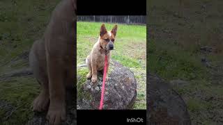 Australian cattle dog.#australiancattledog #cute #funny