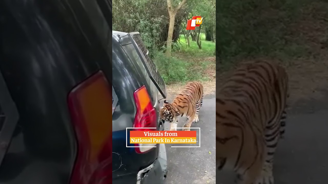 Tiger Attack | Scary! Tiger Pulls SUV Full Of Tourists! | OTV News