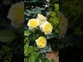 Какая   КРАСОТА   #shorts
