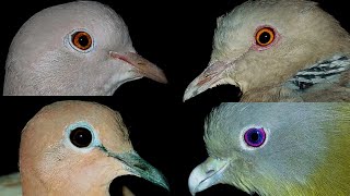 Ring Neck Dove, Oriental turtle Dove, Green Pigeon, Senegal Dove, Eurasian Collar Dove ( Sounds )