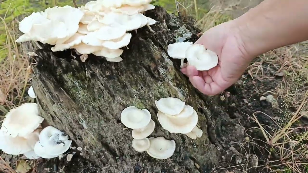 Panen jamur liar #jamurliar #mushroom 