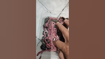 CACING NIPAH.... UMPAN PALING JITU UNTUK MANCING UDANG GALAH... APA NAMA CACING INI DI DAERAH KALIAN