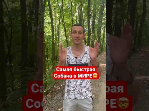 Самая быстрая собака в мире🤯