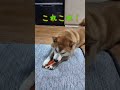 相手のものがよく見える柴犬さん(笑)　#柴犬 #犬 #shiba