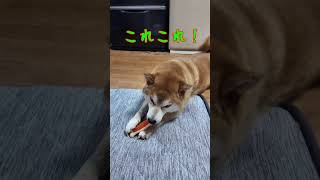 相手のものがよく見える柴犬さん(笑) #柴犬 #犬 #shiba