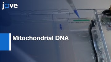 Mitochondrial DNA Methylation Detection | Protocol Preview