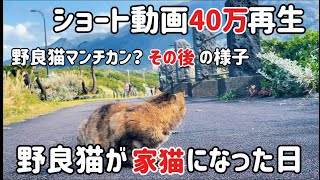 半年かけての保護報告が温かい…倒れそうなほどガリガリだったサビ猫が 