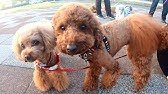 子犬 鳴き声 トイプードル 子犬 鳴き声 トイプードル