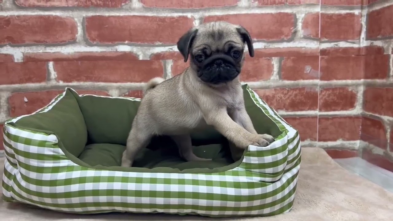 ペットショップCOO&RIKU No.00745286 パグ - YouTube